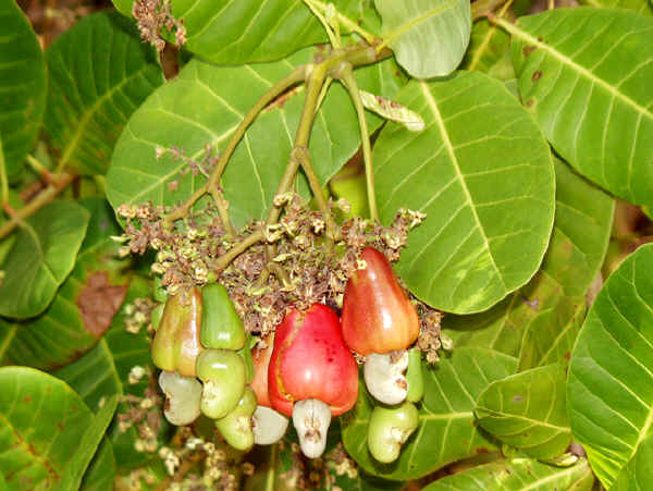 Frutti di Anacardio